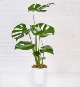 Monstera 